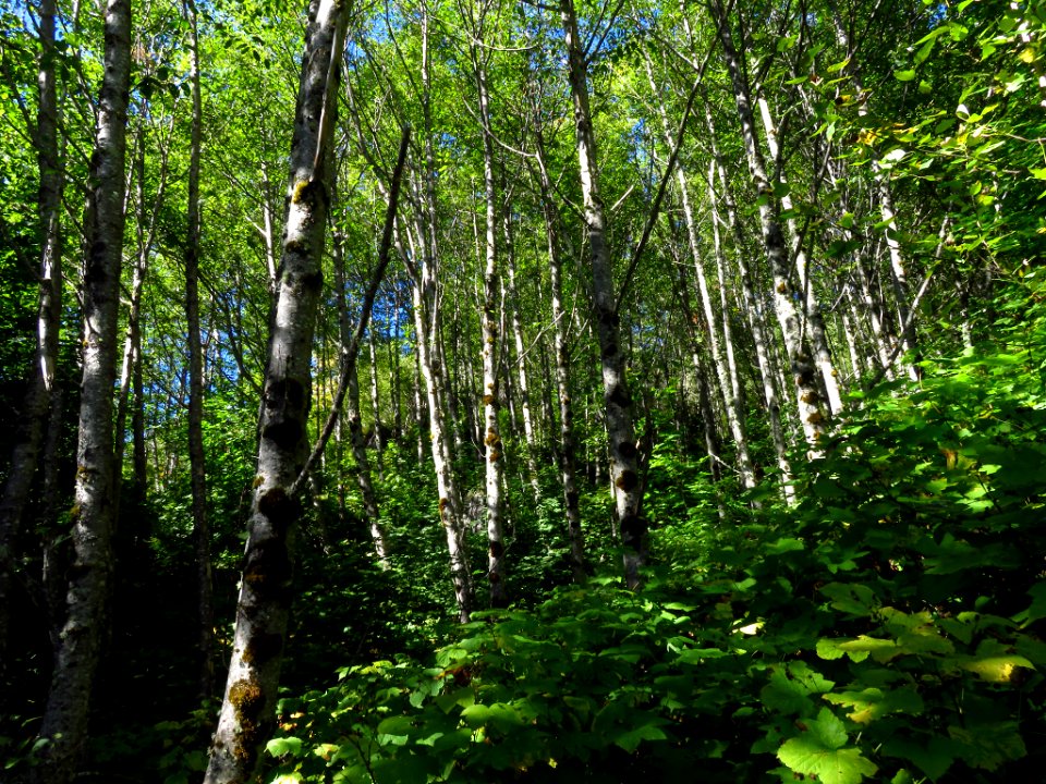 Coldwater Lake Trail in WA
