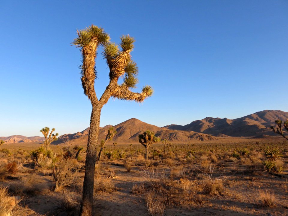 Joshua Tree NP in CA