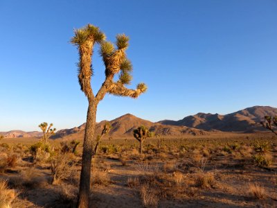 Joshua Tree NP in CA