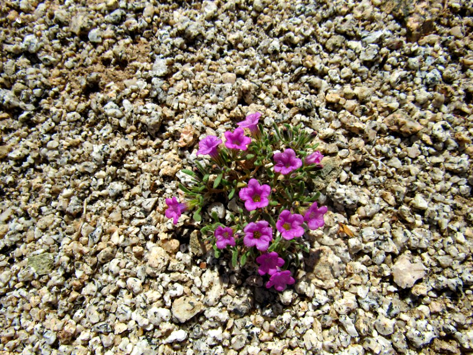 Wildflowers at Joshua Tree NP in California