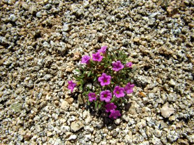 Wildflowers at Joshua Tree NP in California