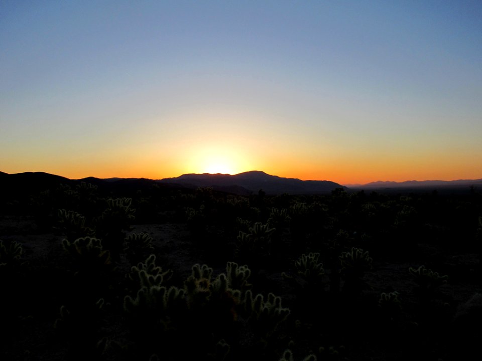 Sunrise at Cholla Cactus Garden at Joshua Tree NP in California