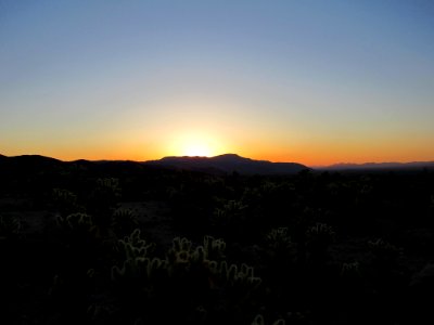 Sunrise at Cholla Cactus Garden at Joshua Tree NP in California photo