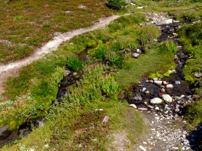 Goat Rocks Wilderness in WA