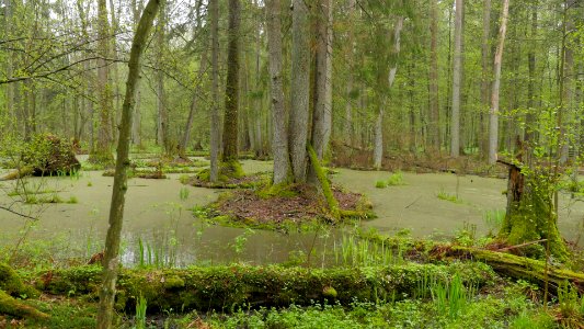 Puszcza Białowieska 18