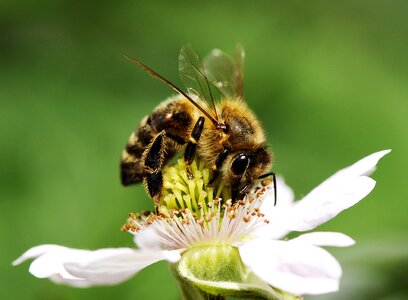 Honey plant pollination