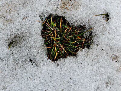 Winter snow grass