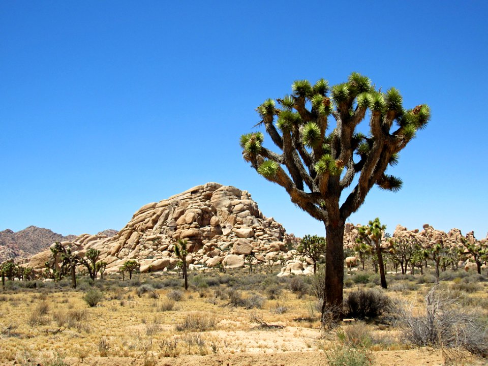 Joshua Tree NP in California