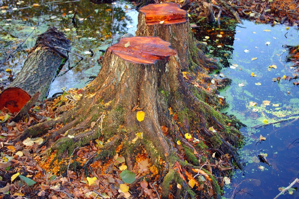 Forest floor fall color nature