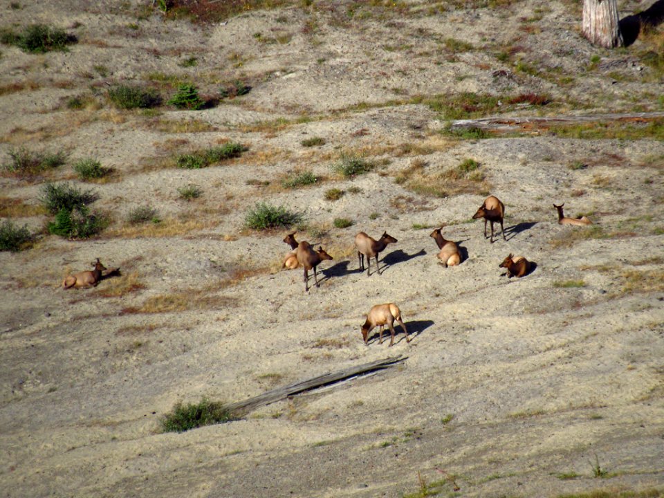 Elk Herd at Mt. Margaret Backcountry in WA