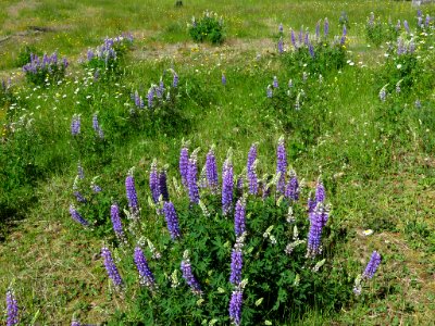 Wildflowers at Mt. St. Helens NM in Washington