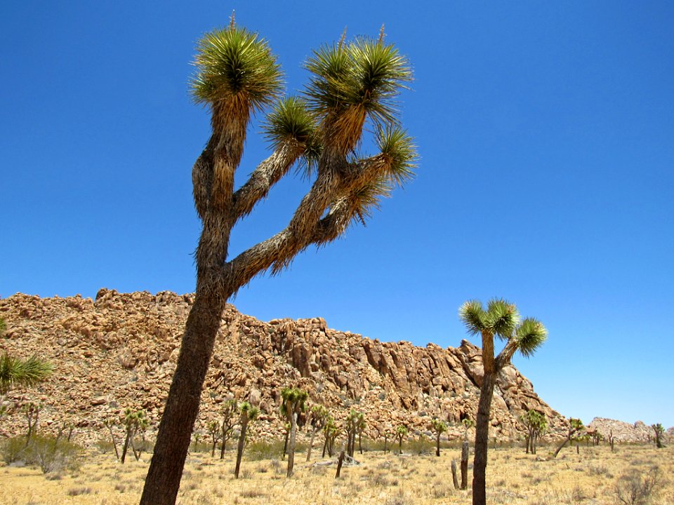 Joshua Tree NP in California