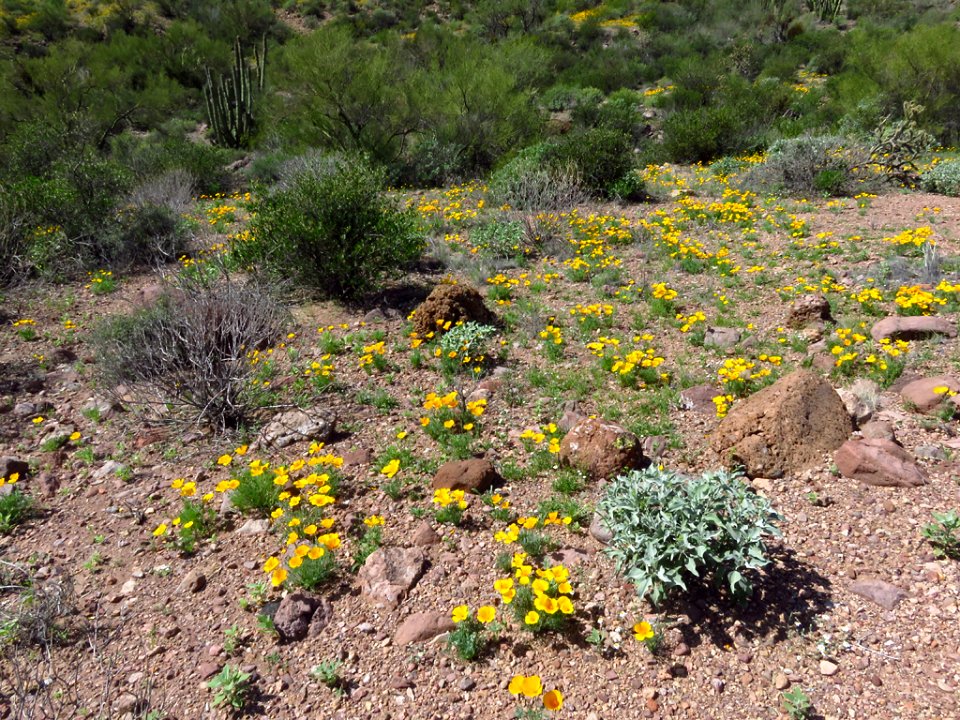 Organ Pipe Cactus NM in AZ