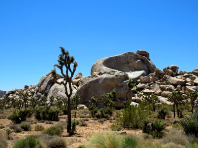 Joshua Tree NP in California