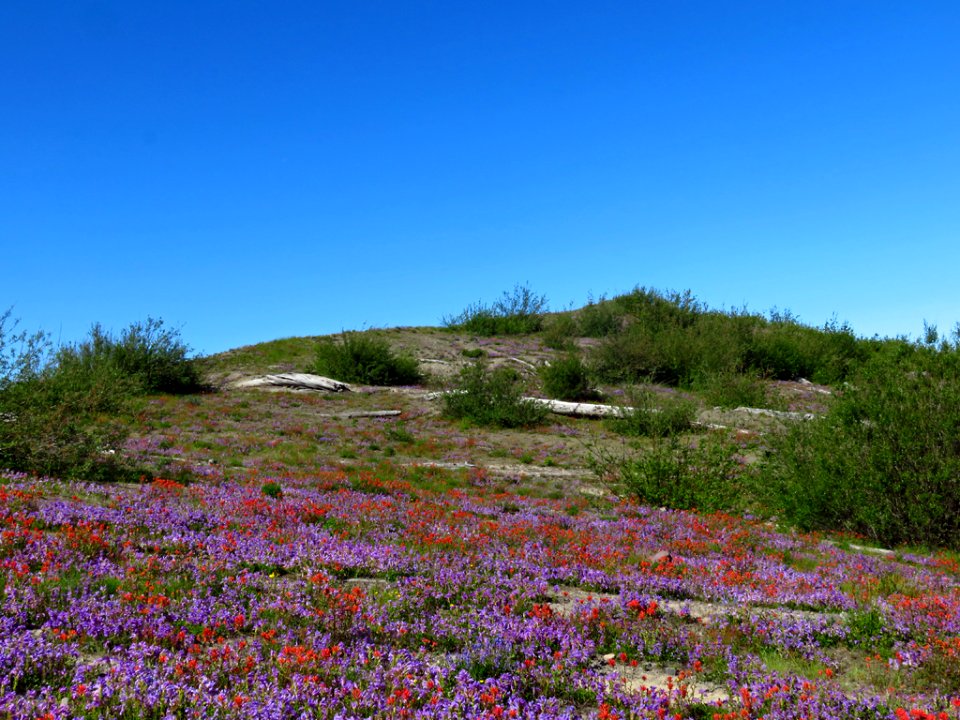 Wildflowers at Mt. St. Helens NM in Washington