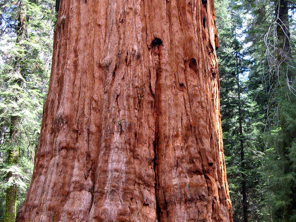 General Sherman Tree at Sequoia National Park in California