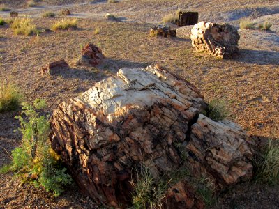 Crystal Forest at Petrified Forest NP in Arizona