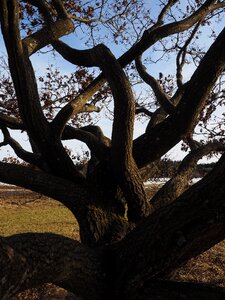 Gnarled oak old photo