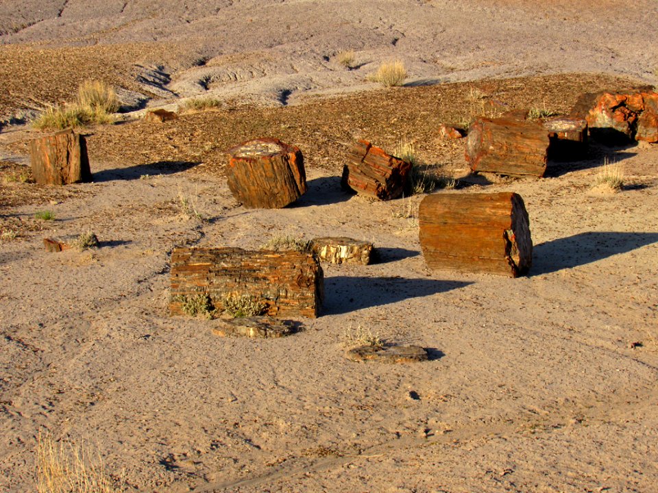 Crystal Forest at Petrified Forest NP in Arizona
