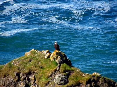 Bald Eagle at God's Thumb Hike in OR