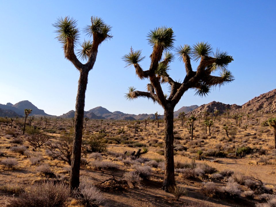 Joshua Tree NP in CA
