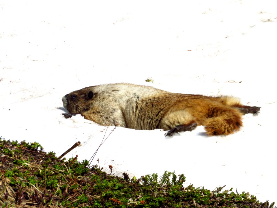 Marmot at Mt. Rainier NP in WA