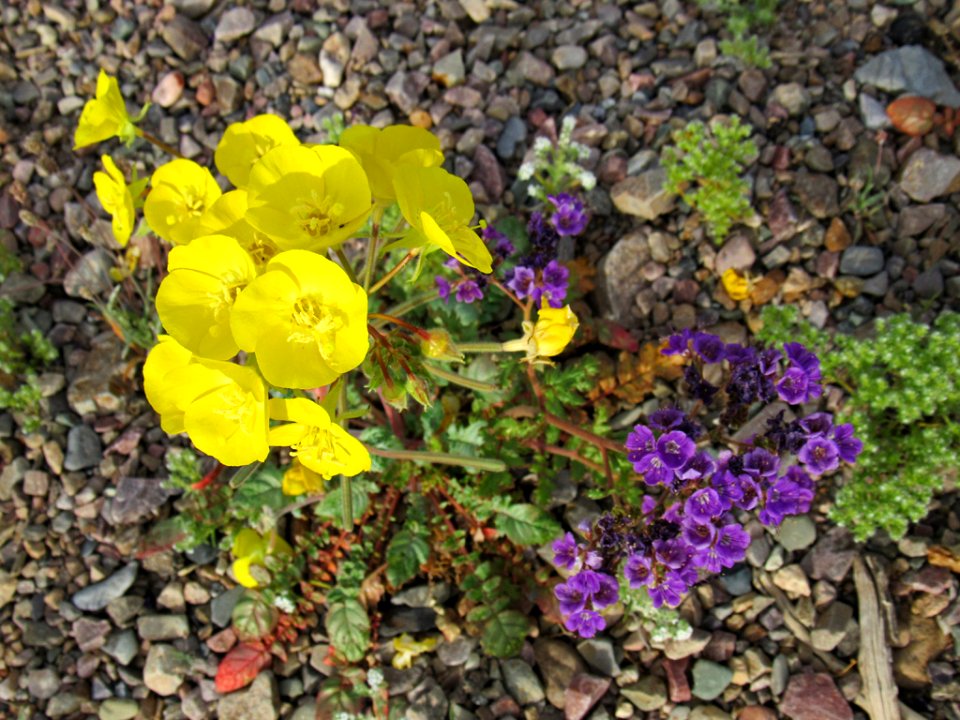 Wildflower Super Bloom at Death Valley NP in CA