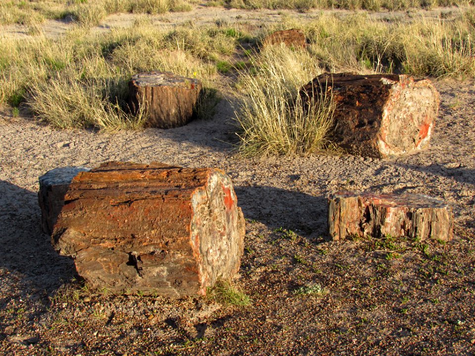 Crystal Forest at Petrified Forest NP in Arizona