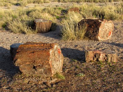 Crystal Forest at Petrified Forest NP in Arizona