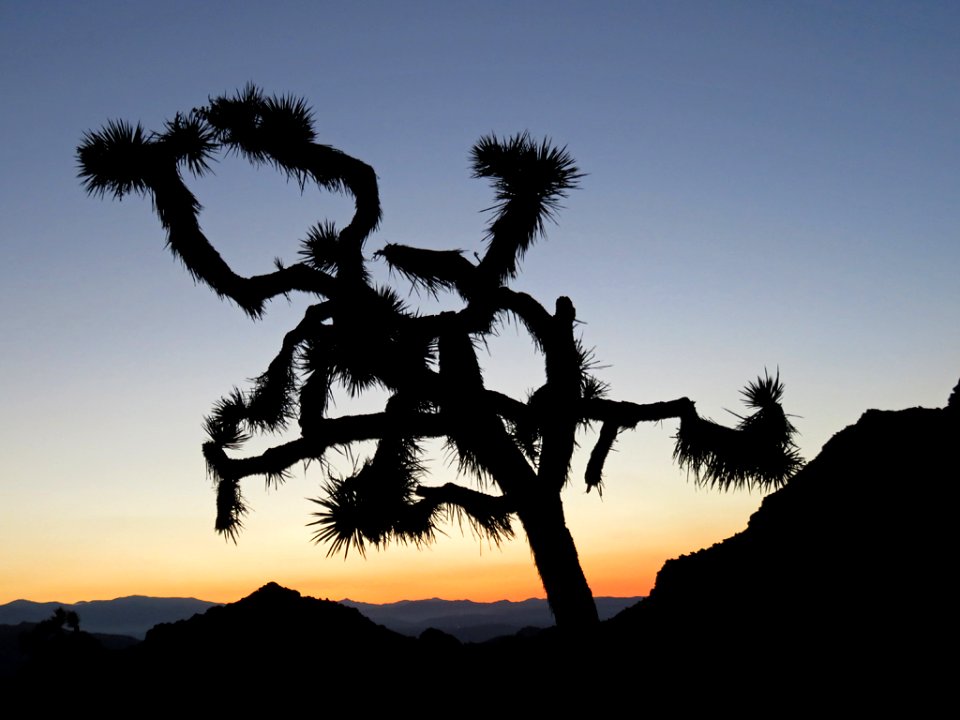 Joshua Tree NP in CA