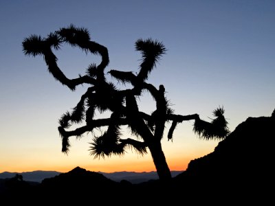 Joshua Tree NP in CA