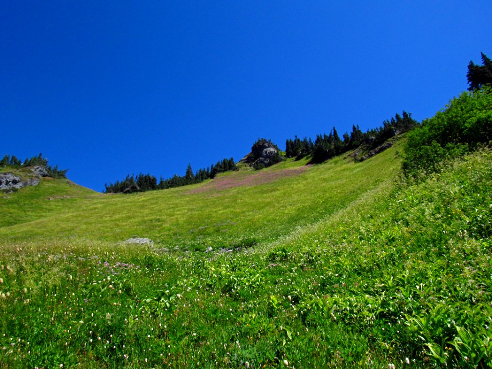 Wildflowers at Tatoosh Wilderness in WA