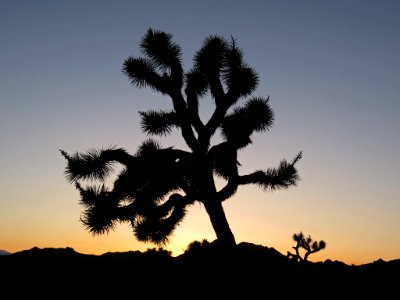 Joshua Tree NP in CA