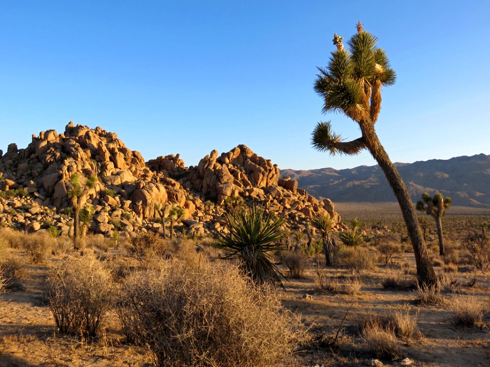Joshua Tree NP in CA