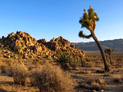 Joshua Tree NP in CA