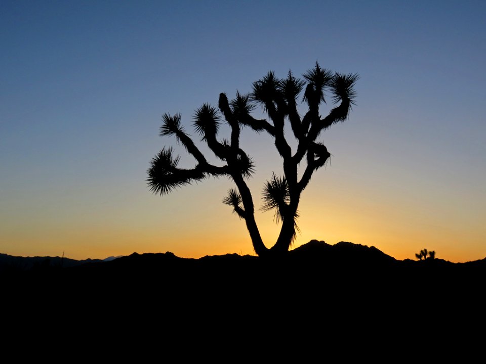 Joshua Tree NP in CA