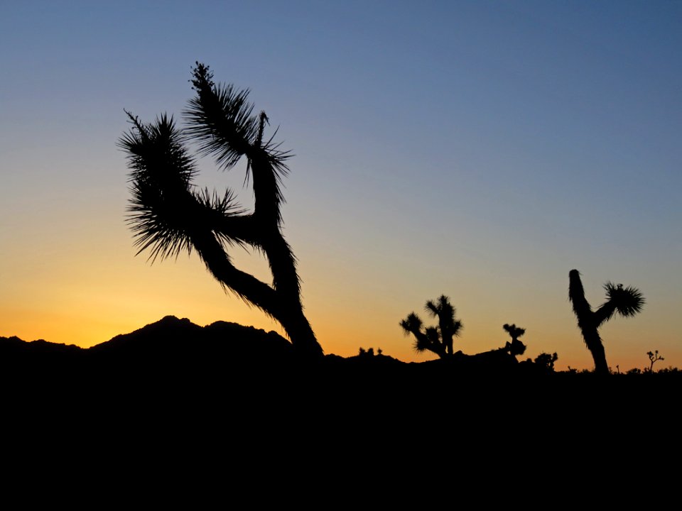 Joshua Tree NP in CA