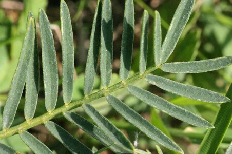 Fabaceae dicot leaves