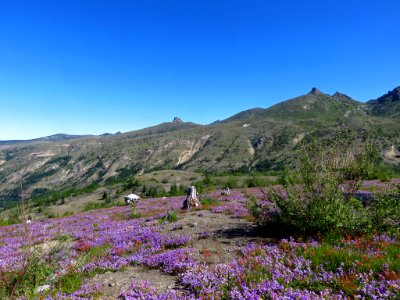 Wildflowers at Mt. St. Helens NM in Washington