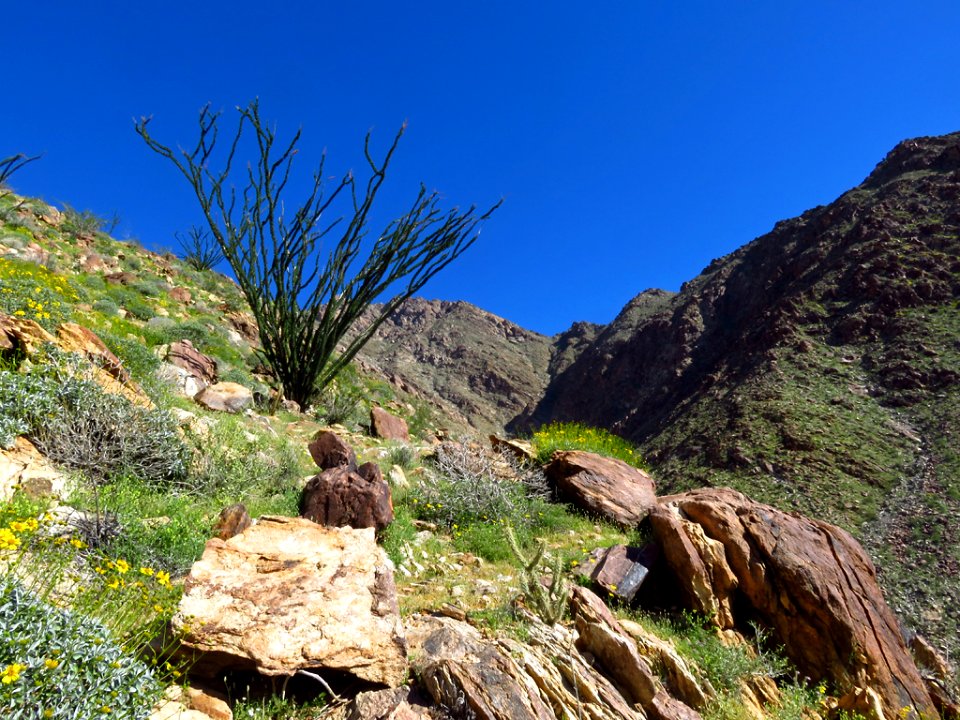 Ocotillo at Anza-Borrego Desert SP in CA