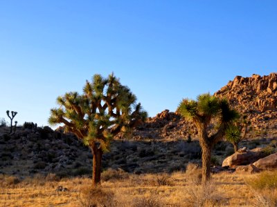 Joshua Tree NP in CA