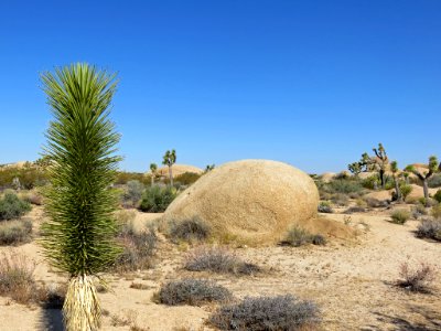 Joshua Tree NP in CA