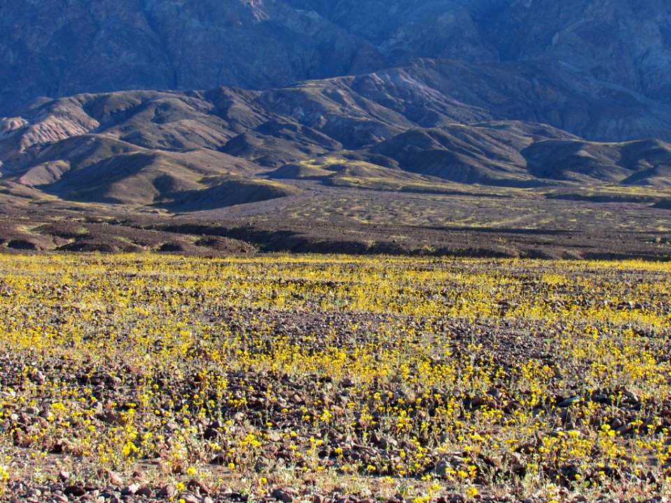 Wildflower Super Bloom at Death Valley NP in CA