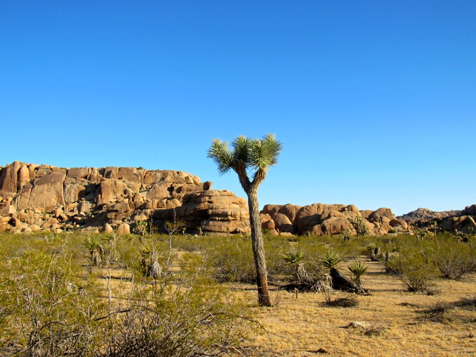 Joshua Tree NP in California