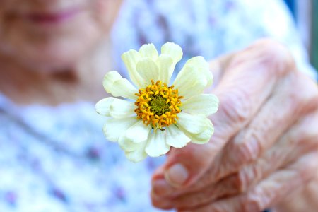 Senior lady holding white flower photo