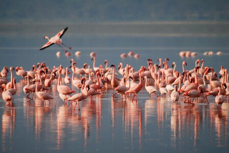 Bird animal wild