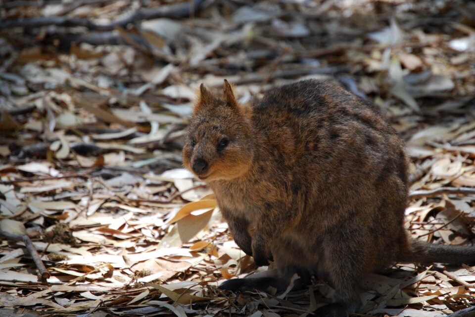 Wildlife marsupial nature