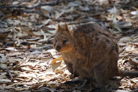 Wildlife marsupial nature