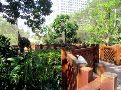 Bird in Aviary in Hong Kong Park