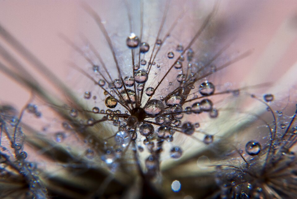 Dandelion freshness macro